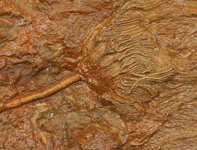 Silurian Fossil Crinoid (Scyphocrinites) Plate - Morocco #118542